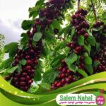 قیمت و خرید نهال آلبالو بوترمو Botermo cherry seedling