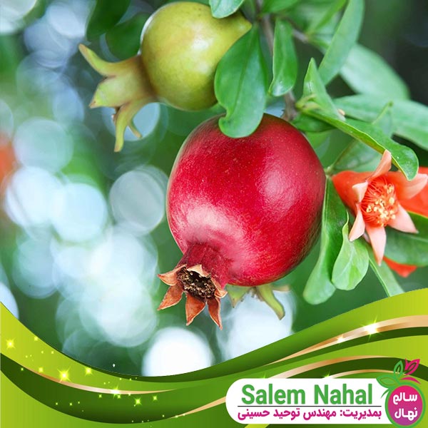 قیمت و خرید نهال انار فلش من Flashman pomegranate seedling