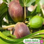 قیمت-و-خرید-نهال-انجیر-سان-پدرو-San-Pedro-fig-seedling