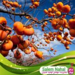 قیمت-و-خرید-نهال-خرمالو-ارموند-Ermond-persimmon-seedling