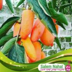 قیمت و خرید نهال خرمالو انبه ای Persimmon mango seedlings