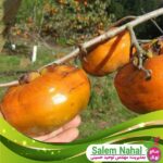 قیمت-و-خرید-نهال-خرمالو-تاموپان-Tamopan-persimmon-seedling