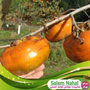 قیمت و خرید نهال خرمالو تاموپان Tamopan persimmon seedling