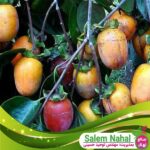 قیمت-و-خرید-نهال-خرمالو-سایی-جو-Saijo-persimmon-seedling