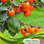 قیمت-و-خرید-نهال-خرمالو-سیبی-Apple-persimmon-seedling