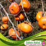 قیمت-و-خرید-نهال-خرمالو-شنگ-Sheng-persimmon-seedling