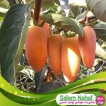 قیمت-و-خرید-نهال-خرمالو-موزی-Banana-persimmon-seedling