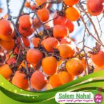قیمت-و-خرید-نهال-خرمالو-ژاپنی-تاباتا-Tabata-Japanese-persimmon-seedling