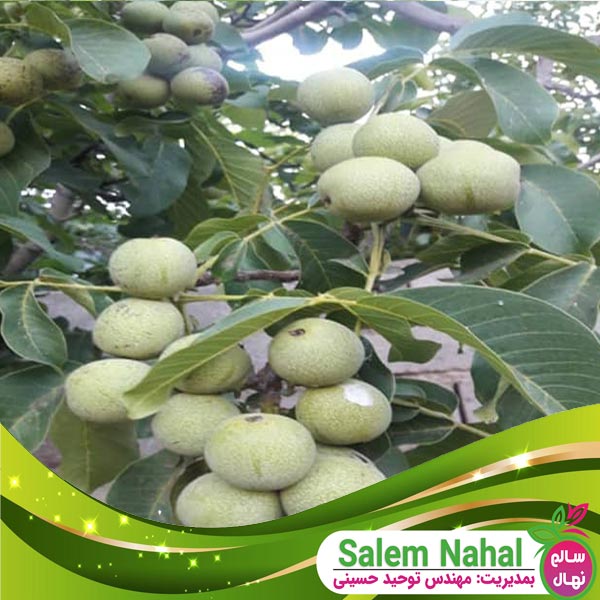 قیمت و خرید  نهال گردو ژنوتیپ تیپ 5 Genotype type 5 walnut seedling