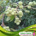 قیمت و خرید نهال گردو ژنوتیپ تیپ 7 سردسیری Sardsiri type 7 walnut seedlings