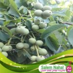 قیمت-و-خرید-نهال-گردو-ژنوتیپ-تیپ-8-دوبارگل-Double-flowered-walnut-seedlings-of-genotype-8