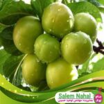 قیمت-و-خرید-نهال-گوجه-سبز-اسرائیلی-Israeli-green-tomato-seedlings
