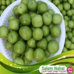 قیمت-و-خرید-نهال-گوجه-سبز-ترکیه-Turkish-green-tomato-seedlings