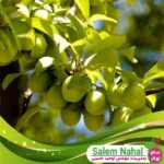 قیمت-و-خرید-نهال-گوجه-سبز-سردرودی-Sardroudi-green-tomato-seedlings