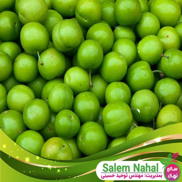 قیمت و خرید نهال گوجه سبز سلطانی Sultani green tomato seedlings
