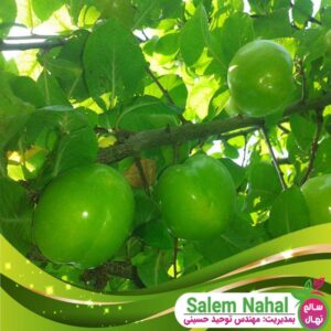 قیمت و خرید نهال گوجه سبز مراغه Maragheh green tomato seedlings