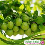 قیمت-و-خرید-نهال-گوجه-سبز-نخجوان-Nakhchivan-green-tomato-seedlings