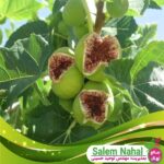 قیمت و خرید نهال انجیر استهبان Esthaban fig seedling