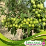 قیمت و خرید نهال گوجه سبز شهریار  Shahyar green tomato seedling