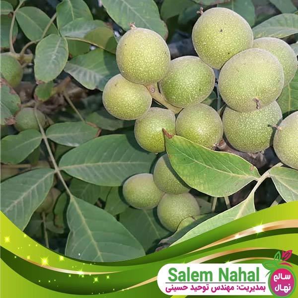 نهال گردو مراغه (Maragheh walnut seedlings)