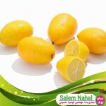 قیمت-و-خرید-نهال-لیمو-ترش-لایم-کوات-Seedlings-of-limes-and-limes
