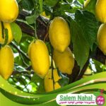 قیمت-و-خرید-نهال-لیمو-سنگی-Stone-lemon-seedling