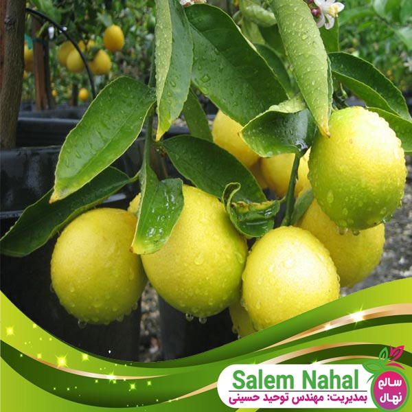 قیمت و خرید نهال لیمو عمانی Omani lemon seedlings