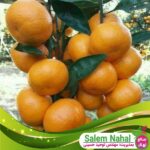 قیمت-و-خرید-نهال-نارنگی-معمولی-Common-mandarin-seedling