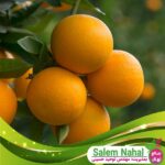 قیمت-و-خرید-نهال-پرتقال-والنسیا-Valencia-orange-seedlings