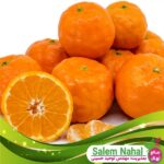قیمت-و-خرید-نهال-پرتقال-یافا-Jaffa-orange-seedlings