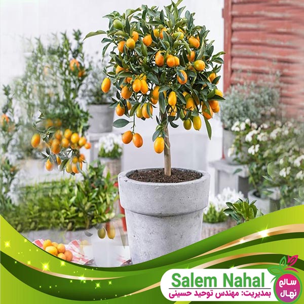 قیمت و خرید نهال کامکوات kumquat seedlings