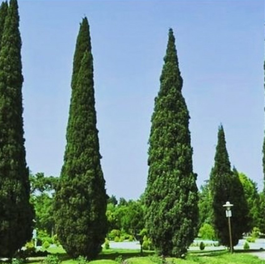 زمان کاشت نهال سرو شیراز
