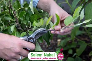 5 نکته مهم در هرس تابستانه (5 important points that you should observe in summer pruning)