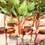 آموزش روش کاشت نهال پسته در خانه (How to plant pistachio seedlings at home)