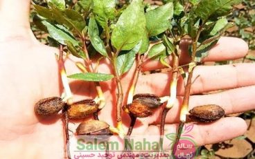 روش کاشت نهال پسته در خانه