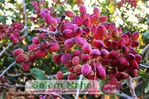 بهترین زمان آبیاری نهال پسته (Irrigation of pistachio seedlings)