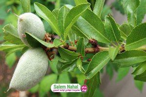 بهترین شرایط برای رشد نهال بادام (Conditions for the growth of almond seedlings)