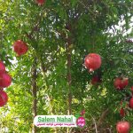 زمان بلوغ کامل و باردهی نهال انار (The time of full maturity and fruiting of pomegranate seedlings)