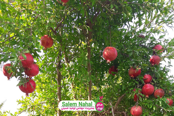 زمان بلوغ کامل و باردهی نهال انار (The time of full maturity and fruiting of pomegranate seedlings)
