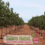 معرفی بهترین کود برای درخت پسته (The best fertilizer for pistachio tree)