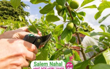 هرس سبز یا هرس تابستانه