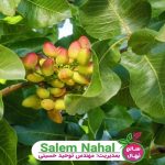 میزان آب موردنیاز برای درخت پسته (The amount of water needed for pistachio trees)
