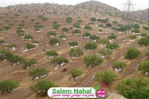 نهال مناسب برای کاشت در زمین شیبدار (Seedlings suitable for planting in sloping ground)