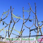 معرفی روش هرس نهال و درخت پسته (Method of pruning pistachio seedlings and trees)