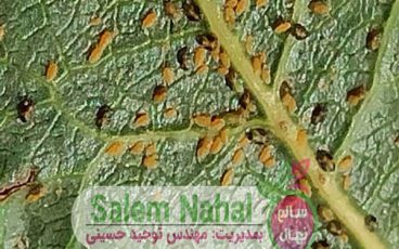پسیل پسته چیست؟