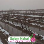 چرایی آبیاری درخت پسته در زمستان (Irrigation of pistachio tree in winter)