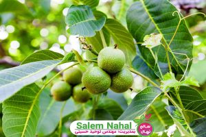 4 دلیل محبوبیت کاشت نهال گردو (popularity of planting walnut seedlings)