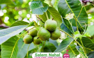 4 دلیل محبوبیت کاشت نهال گردو