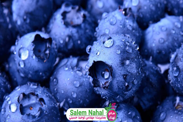 5+1 خاصیت اصلی میوه بلوبری (5+1 main properties of blueberry fruit)
