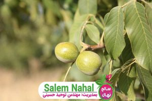 راهنمای خرید نهال گردو دیرگل (Walnut Seedling Guide)